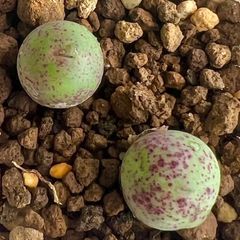 コノフィツム　カルキュルス　10mm＊2点セット　多肉植物　メルカリ便