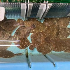 淡路島産　活メイタカレイ1キロ