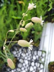 希少ストリドーロ　金子香草園　3号苗　9cm苗　一年草　イタリア料理　イタリア野菜　希少野菜　ハーブ