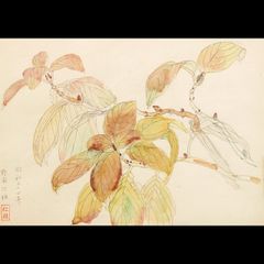 小磯良平、やまのいも、薬用植物画、版上サイン入り、新品額付 - メルカリ