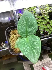 スキスマトグロッティス プセウドハッチ chevron セカダウ アロイド Schismatoglottis pseudohatchii chevron セカダウ カミハタ便