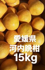 愛媛県産　宇和ゴールド　河内晩柑　柑橘　15kg