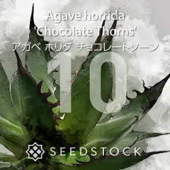 [種子] アガベ ホリダ チョコレートソーン 10粒｜SEEDSTOCKのサムネイル