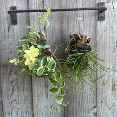 ロング ホヤ hoya レツーサ　超ロング　流木ハンギング ロング ホヤ hoya レツーサ 超ロング 流木ハンギング