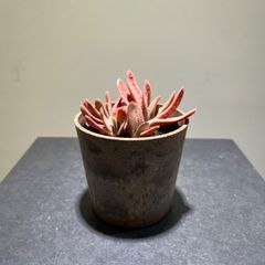 ガステリア
