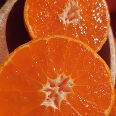 長崎 佐瀬みかん 5kg S ～2S甘くて美味しい♪
