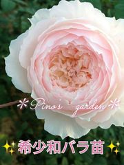 ✨ふんわり淡ピンクの和バラ苗✨　切り花品種　バラ苗　挿し木