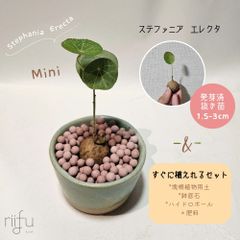 〚 ミニサイズのステファニア エレクタ 1株 + 栽培セット 〛Stephania Erecta 1.5-3cm.抜き苗 発芽済