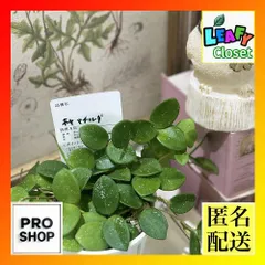 ホヤ アルゲンティアプリンセス【現品・タグ付・鉢付・メルカリ便】サクララン みのむし】ホヤ アルゲンティアプリンセス【タグ鉢付メルカリ便