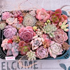 多肉植物 寄せ植えset♡11217
