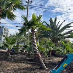 2025年最新】ワシントンヤシの人気アイテム - メルカリ