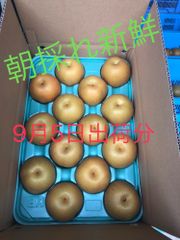新鮮！！★豊水梨★11〜14玉（秀品）