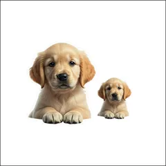 お値下げ❤️子犬（ラブ、ゴールデン、スパニエル）と鴨額縁入