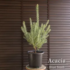 【優様専用ページ】アカシア ブルーブッシュ ローラアシュレイポット植え替え Acacia Blue bush オージープランツ 庭木 植木 1015BK