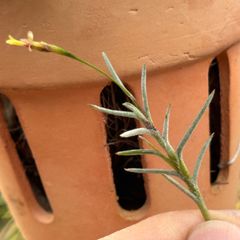 芳香花品種＊ チランジア カピラリス Tillandsia capillaris＊エアプランツ＠フラワーショップ江口