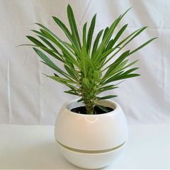 人気の塊根植物「パキポディウム５号鉢」