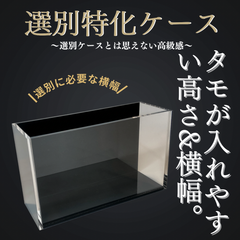 【五藤めだか】選別特化AB品(黒) メダカ用 ケース 撮影 横見