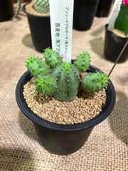 ユーフォルビア・プセウドグロボーサ　稚児キリン