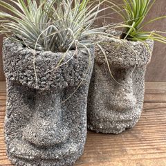 【サンプル】モアイ兄弟　チランジア乗せ 品種不明2個セット　Tillandsia ティランジア エアプランツ エアープランツ  観葉植物 観葉 植物 珍奇植物 珍奇 珍しい 面白い