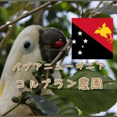 パプアニューギニア コルブラン農園 ★スペシャリティコーヒー　200g入り★パプアニューギニア珈琲豆★自家焙煎コーヒー豆★M river side coffee★エムリバーサイドコーヒー★自家焙煎珈琲