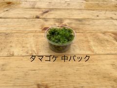 タマゴケ 中パック 有福MOSS