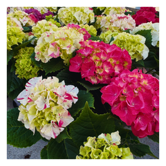 【花芽なし】アジサイ　寿〈レッド〉 新品種（４号鉢）３色咲き　希少　紫陽花　大栄花園　母の日　ハイドランジア