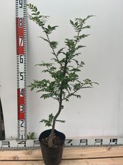 強い山椒苗 /スーパー朝倉山椒5号接木苗・強健台木
