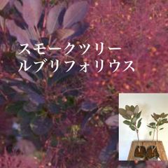 スモークツリー　ルブリフォリウス　苗・苗木　★30〜35㌢程　大きいものから発送致します！　★数限定！　★育て方用紙付き！　　★1本