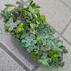 値下げ】多肉植物　カット苗　秋の寄せ植えセット　１０