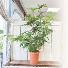 台湾ガジュマル　パンダゴム8の字　8号 ガジュマル パンダ 8号 | 観葉植物通販HitoHana(ひとはな)