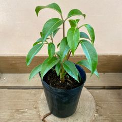 観葉植物　ツピタンサス