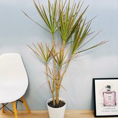 ［現品］42番　ドラセナ　コンシンネ　トリカラー　観葉植物　室内　8号　プラ鉢　スタイリッシュ　おしゃれ　ストレート