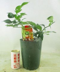 コブミカン 全高：40～50㎝ 画像見本品 ゆうパック発送