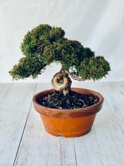 真柏　小品盆栽　しんぱく