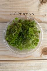 栽培ものミズゴケ 大パック 有福MOSS