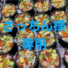 2024年最新】さっちんの人気アイテム - メルカリ