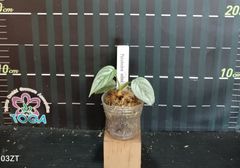 フィロデンドロン・ソーディロイ　Philodendron sodiroi