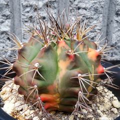 ギムノカリキウム錦・サボテン・抜き苗・大きいサイズ・４号ポット
