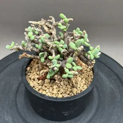 2025年最新】ピグマエア ベアルートの人気アイテム - メルカリ