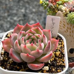 多肉植物 ☘️ キャラリアン 抜き苗