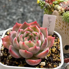 136. 多肉植物 キャラリアン 830円【抜き苗】 136. 多肉植物 キャラリアン 【抜き苗】
