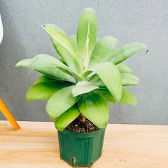 メルカリ便発送‼︎ アテナータ変わり斑 4カット苗 2025年最新