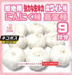2024年生産　種ニンニク　暖地用ホワイト種　食用兼用　9球をバラシて　即日出荷