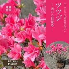 久留米ツツジ・老いの目覚め