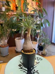 2024年最新】グラキリス 現地球の人気アイテム - メルカリ 