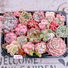 多肉植物 寄せ植えset♡642