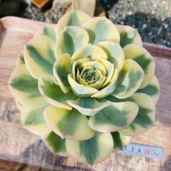 ルノーディーン  抜き苗① 多肉植物　速達