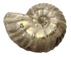 2026年最新】化石 オパール化 アンモナイトの人気アイテム - メルカリ