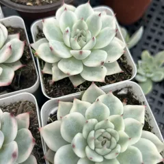 優木園さん【no.26くま蜂】札付・メルカリ便 楽天市場】多肉植物 yukエケベリア くま蜂 多肉植物 優木園さん