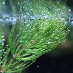 【水草】マツモ　小値賀島産　3本